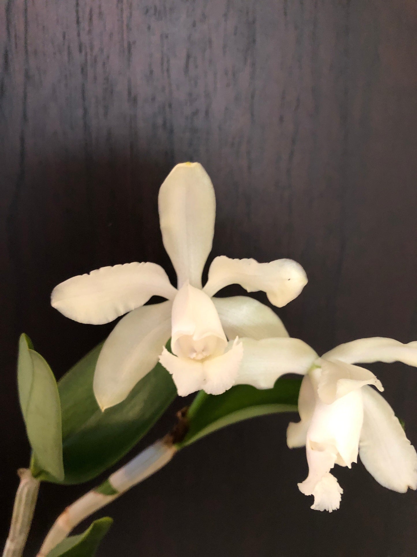 Cattleya leopoldii var. alba 'White' Cattleya La Foresta Orchids 