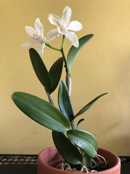 Cattleya leopoldii var. alba 'White' Cattleya La Foresta Orchids 