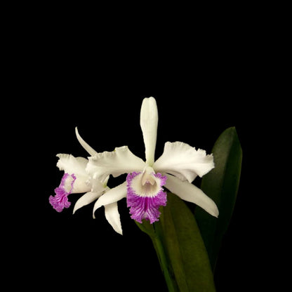 Cattleya lobata var. semi alba Cattleya La Foresta Orchids 