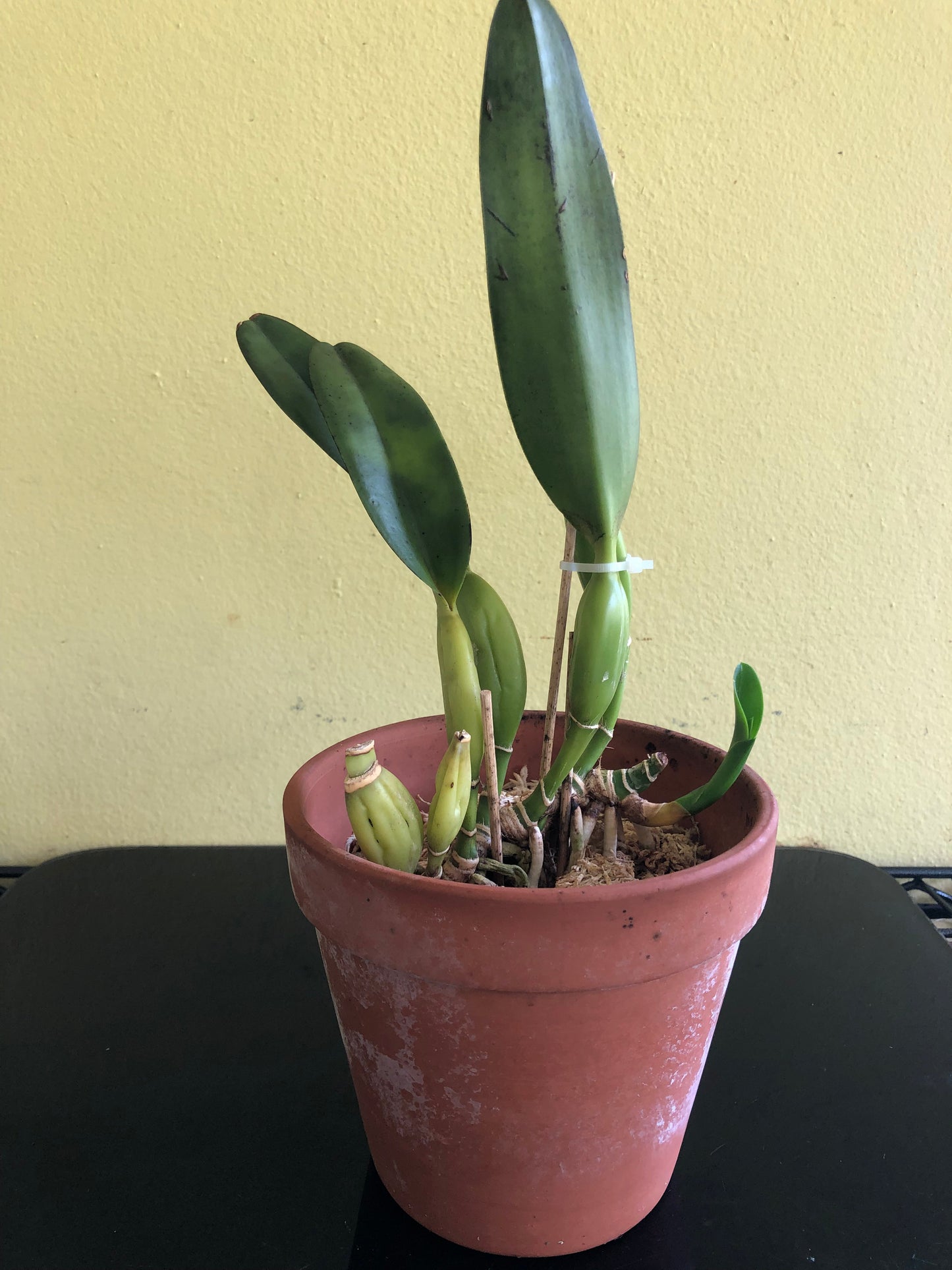 Cattleya lobata var. semi alba Cattleya La Foresta Orchids 