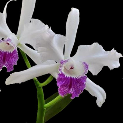 Cattleya lobata var. semi alba Cattleya La Foresta Orchids 