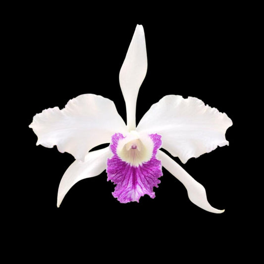 Cattleya lobata var. semi alba Cattleya La Foresta Orchids 