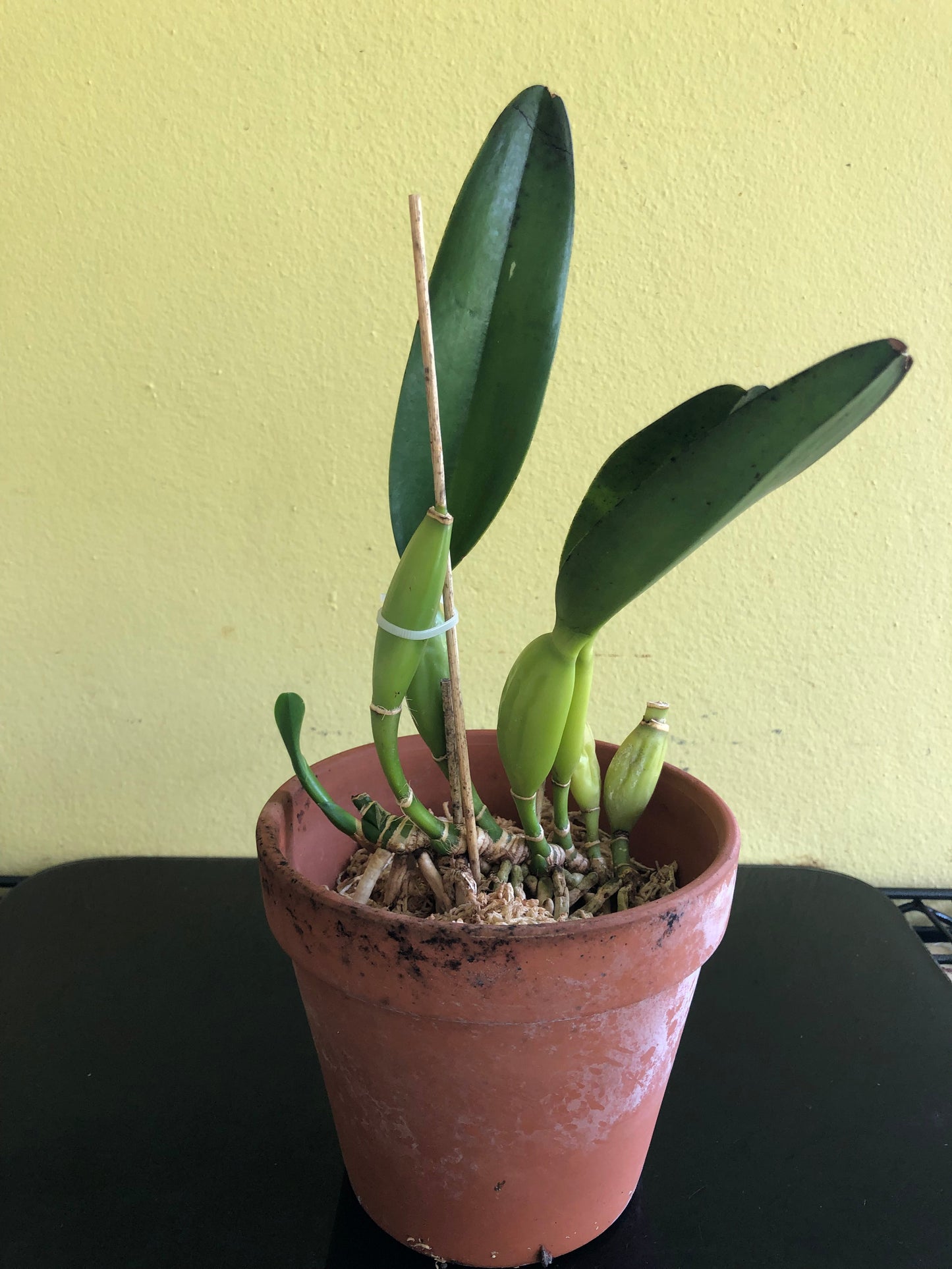 Cattleya lobata var. semi alba Cattleya La Foresta Orchids 