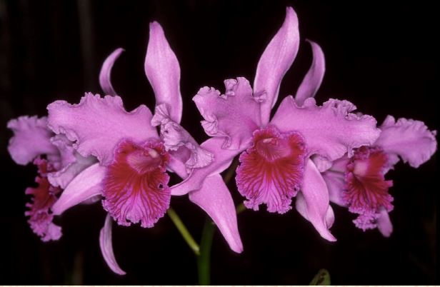 Cattleya lobata var. tipo Cattleya La Foresta Orchids 