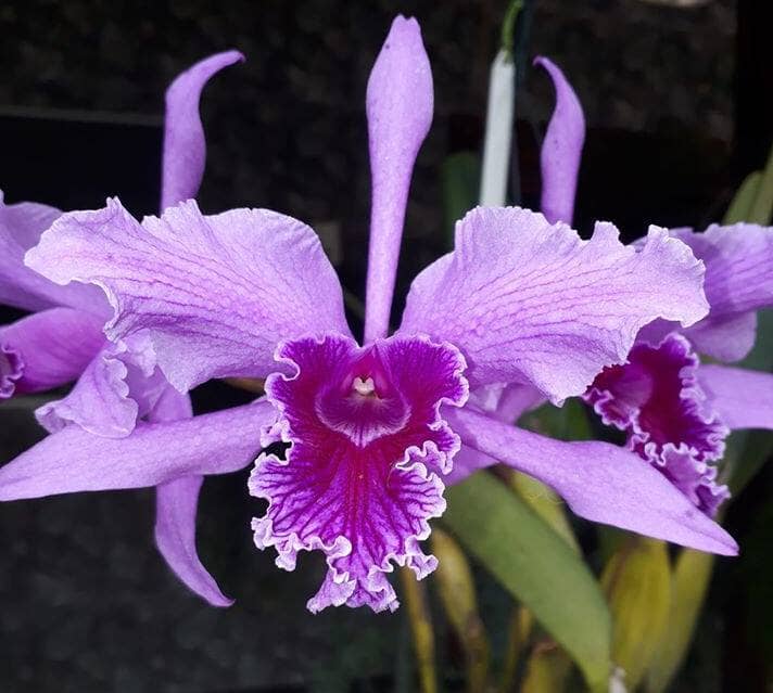 Cattleya lobata var. tipo Cattleya La Foresta Orchids 