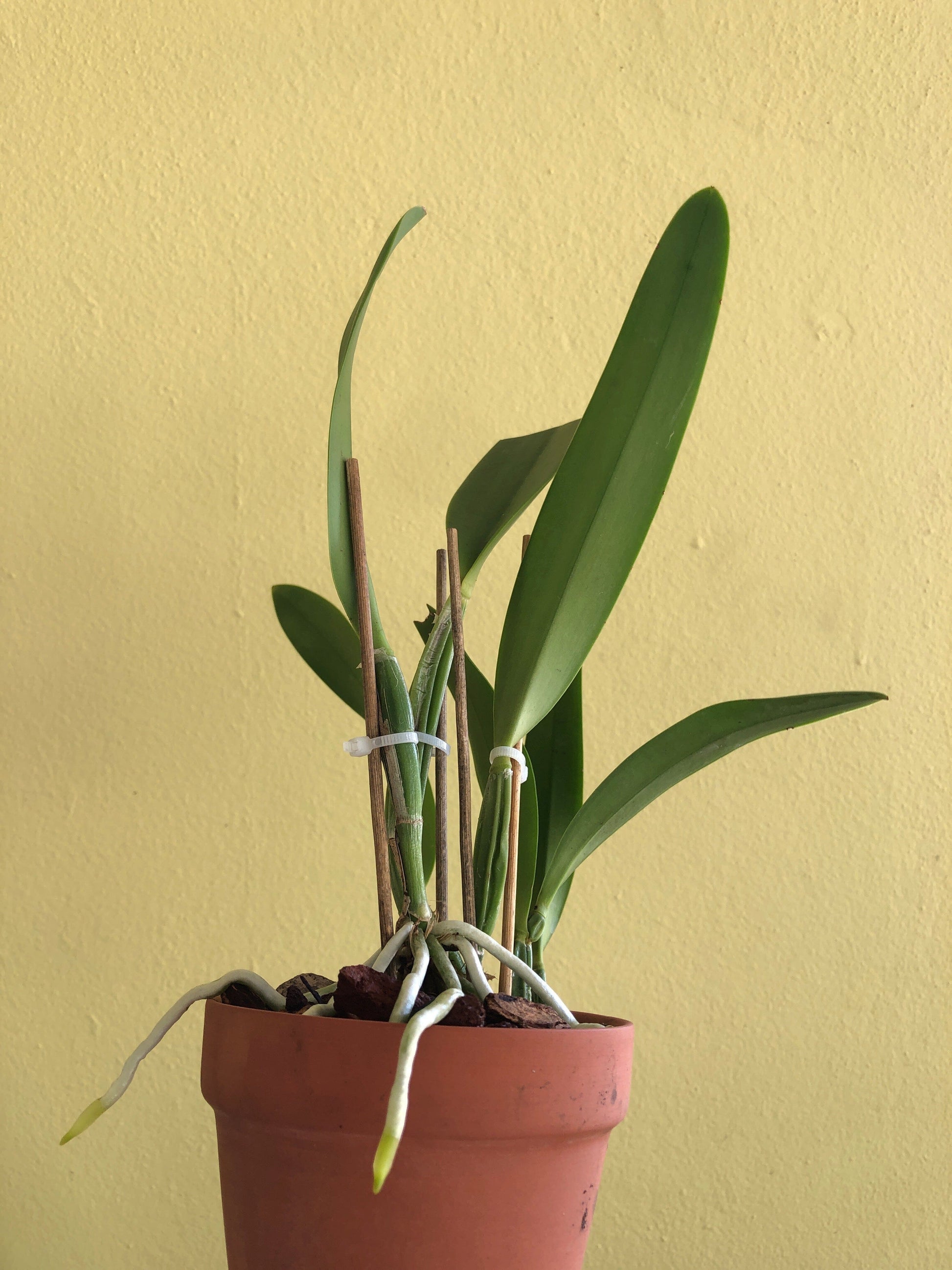 Cattleya lueddemanniana var. coerulea Cattleya La Foresta Orchids 