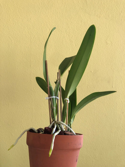 Cattleya lueddemanniana var. coerulea Cattleya La Foresta Orchids 