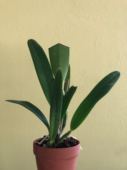 Cattleya lueddemanniana var. coerulea Cattleya La Foresta Orchids 