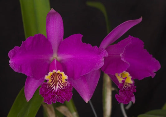 Cattleya lueddemanniana var. rubra x Cattleya warscewiczii var. tipo Cattleya La Foresta Orchids 