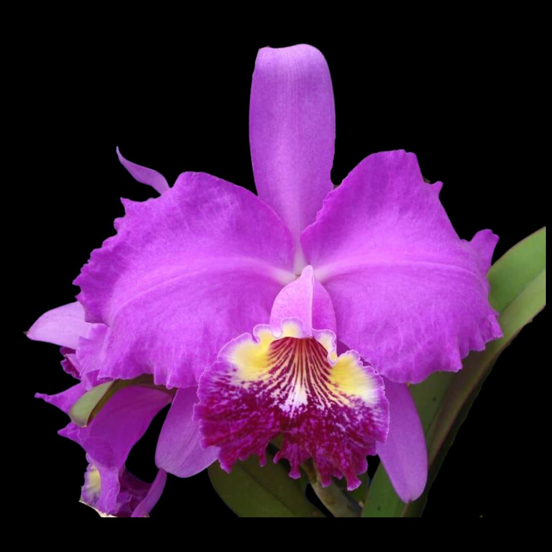 Cattleya lueddemanniana var. tipo '4N' Cattleya La Foresta Orchids 