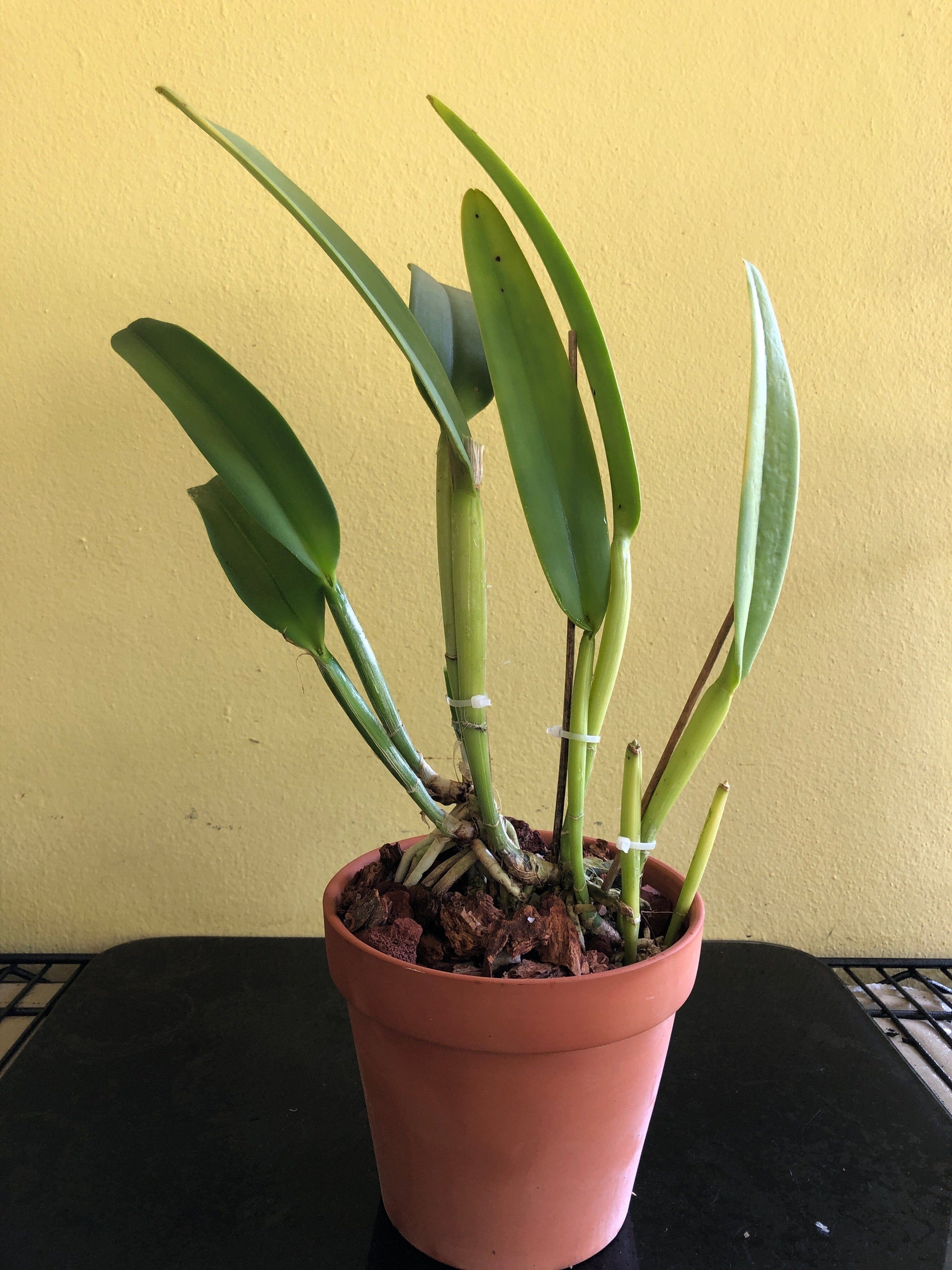 Cattleya maxima var. semi alba Cattleya La Foresta Orchids 