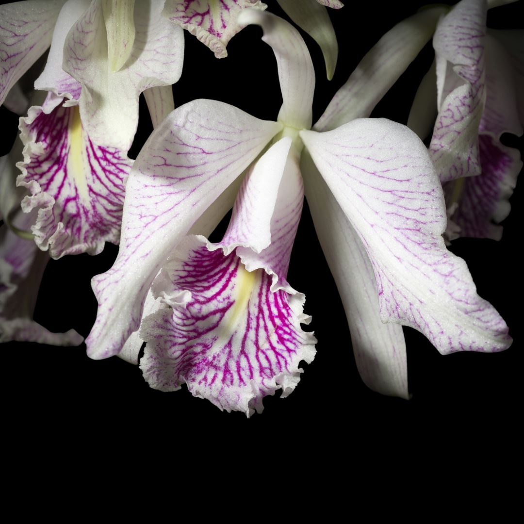 Cattleya maxima var. semi alba Cattleya La Foresta Orchids 