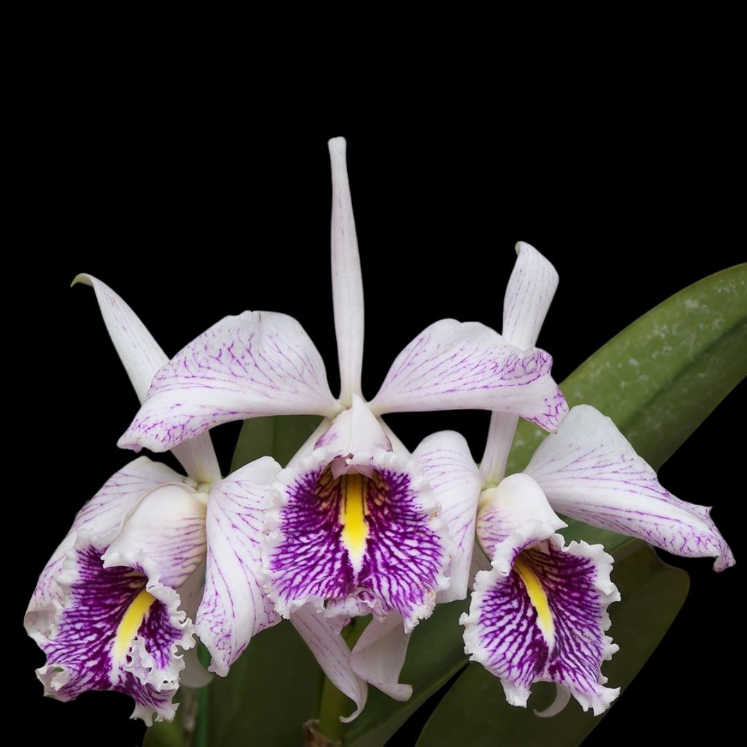 Cattleya maxima var. semi alba Cattleya La Foresta Orchids var. semi alba ‘La Pedrena’ BM/JOGA 