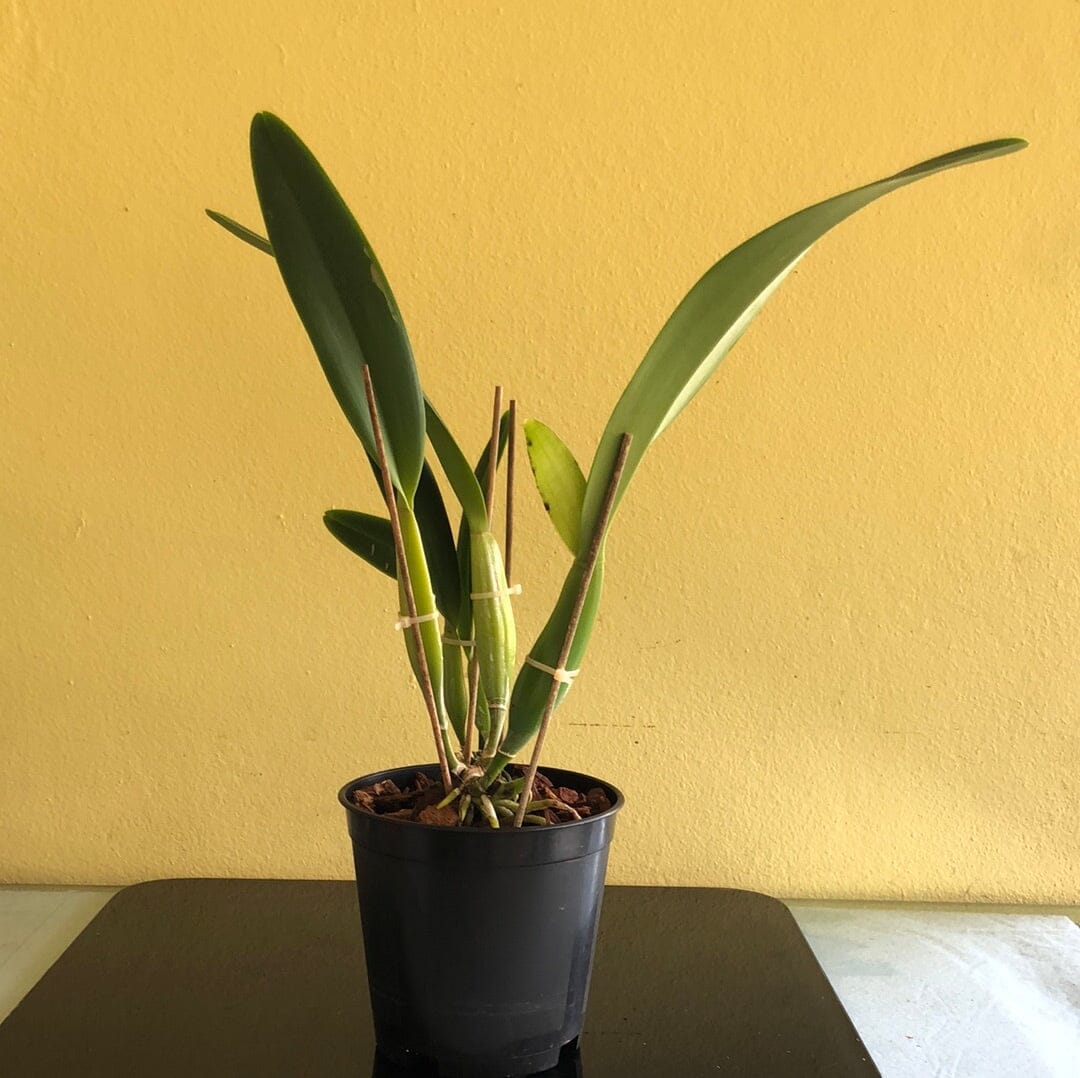 Cattleya mossiae var. semi alba Cattleya La Foresta Orchids 