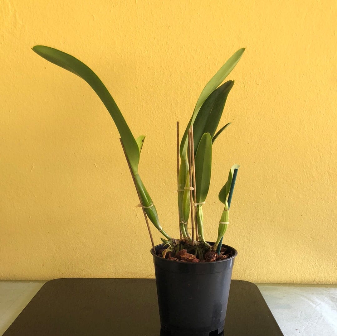 Cattleya mossiae var. semi alba Cattleya La Foresta Orchids 