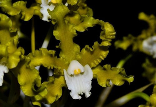 Cattleya Myrmecophila crispa Cattleya La Foresta Orchids var. alba 