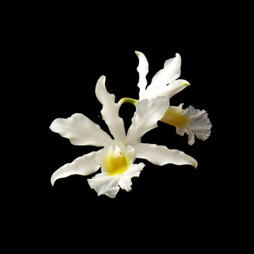 Cattleya Myrmecophila Schomburgkia humboldtii var. alba Myrmecophila La Foresta Orchids 