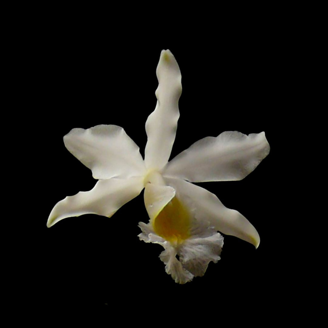 Cattleya Myrmecophila Schomburgkia humboldtii var. alba Myrmecophila La Foresta Orchids 