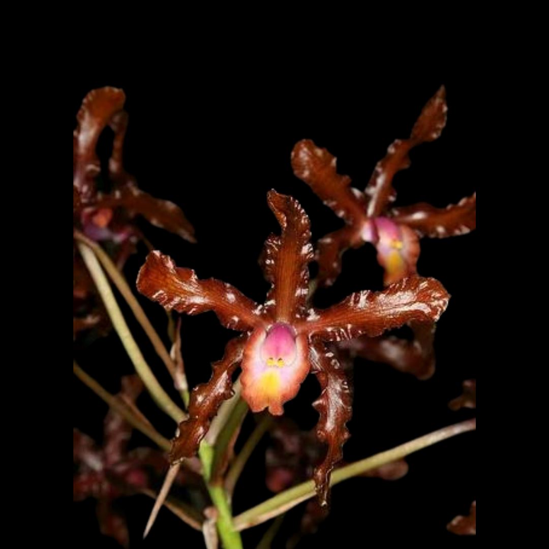 Cattleya Myrmecophila Schomburgkia lueddemanii Myrmecophila La Foresta Orchids 