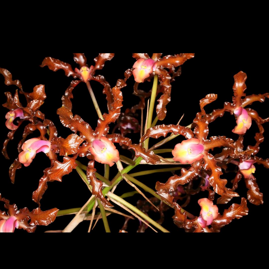 Cattleya Myrmecophila Schomburgkia lueddemanii Myrmecophila La Foresta Orchids 