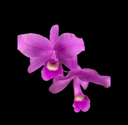 Cattleya Myrmecophila splendida × Guarianthe skinneri Laelia La Foresta Orchids 