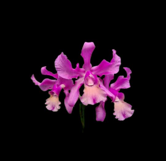 Cattleya Myrmecophila splendida × Guarianthe skinneri Laelia La Foresta Orchids 