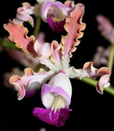 Cattleya Myrmecophila thomsoniana var. ‘Pink' Myrmecophila La Foresta Orchids 