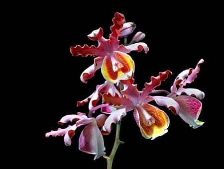 Cattleya Myrmecophila tibicinis Myrmecophila La Foresta Orchids 