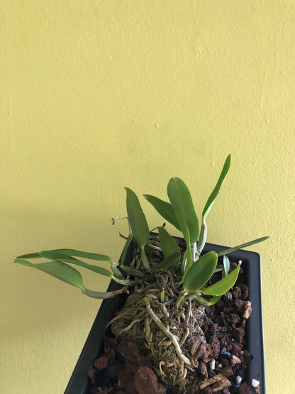 Cattleya nobilior x Cattleya aclandiae Cattleya La Foresta Orchids 