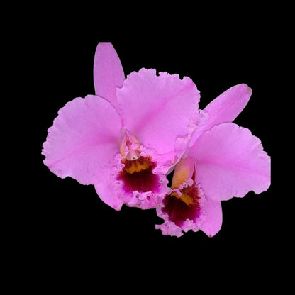 Cattleya percivaliana var. aureana Cattleya La Foresta Orchids 