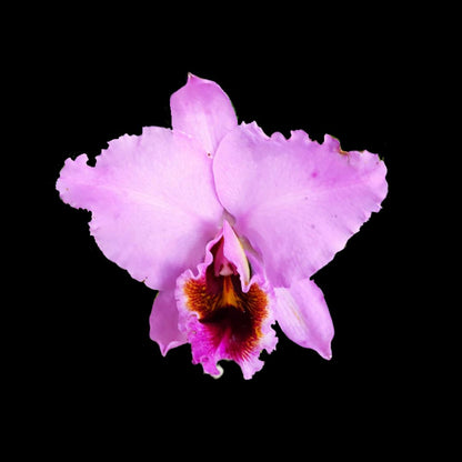 Cattleya percivaliana var. aureana Cattleya La Foresta Orchids 