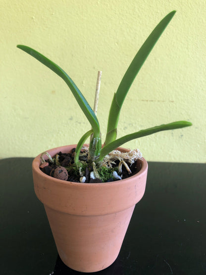 Cattleya percivaliana var. aureana Cattleya La Foresta Orchids 