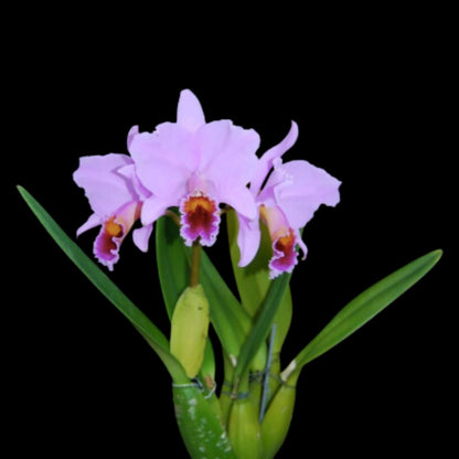 Cattleya percivaliana var. aureana Cattleya La Foresta Orchids 