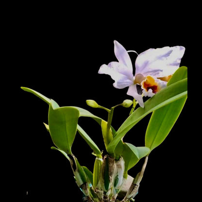 Cattleya percivaliana var. coerulea Cattleya La Foresta Orchids 