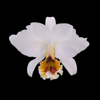 Cattleya percivaliana var. coerulea Cattleya La Foresta Orchids 