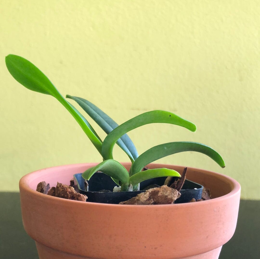 Cattleya percivaliana var. coerulea 'Ondine' Cattleya La Foresta Orchids 