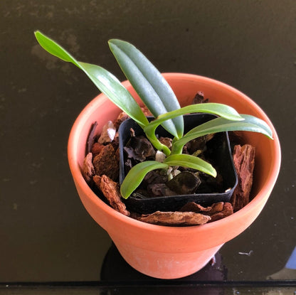 Cattleya percivaliana var. coerulea 'Ondine' Cattleya La Foresta Orchids 