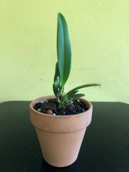 Cattleya percivaliana var. coerulea 'Ondine' Cattleya La Foresta Orchids 