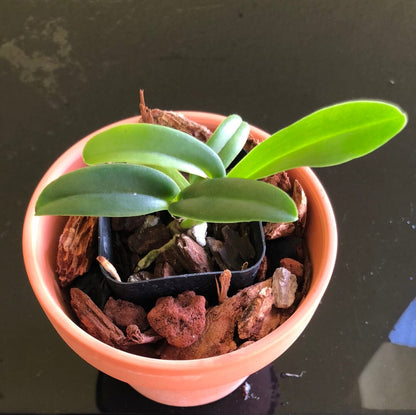 Cattleya percivaliana var. coerulea 'Ondine' Cattleya La Foresta Orchids 