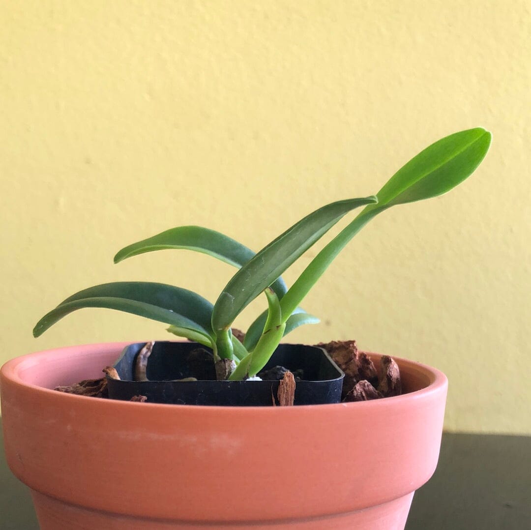 Cattleya percivaliana var. coerulea 'Ondine' Cattleya La Foresta Orchids 