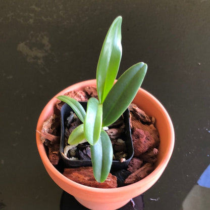 Cattleya percivaliana var. coerulea 'Ondine' Cattleya La Foresta Orchids 