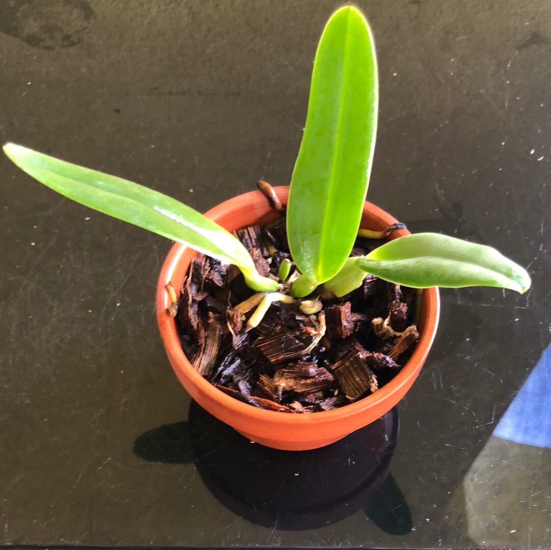 Cattleya percivaliana var. coerulea x Cattleya lueddemanniana var. coe ...