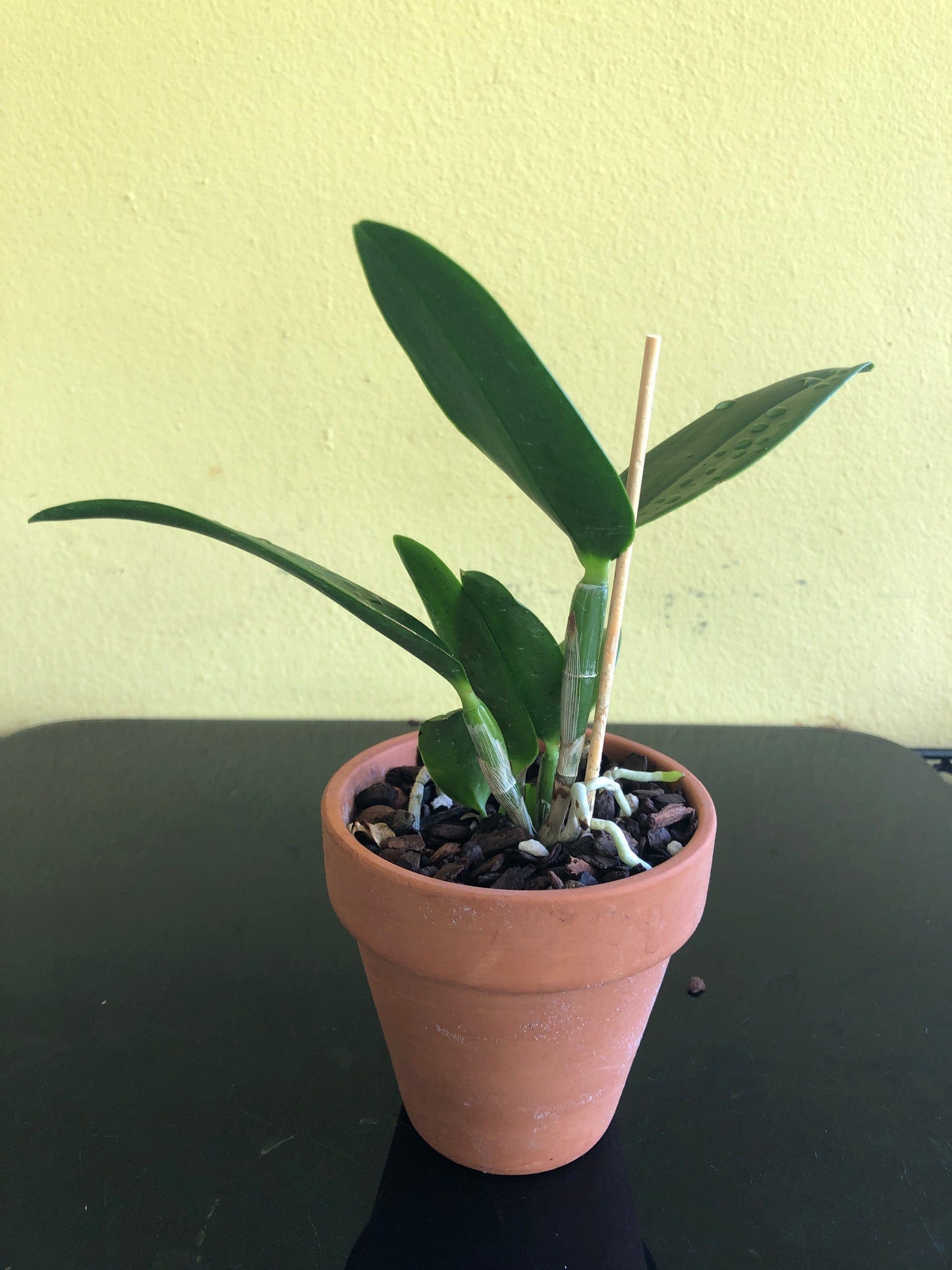 Cattleya porphyroglossa Cattleya La Foresta Orchids 