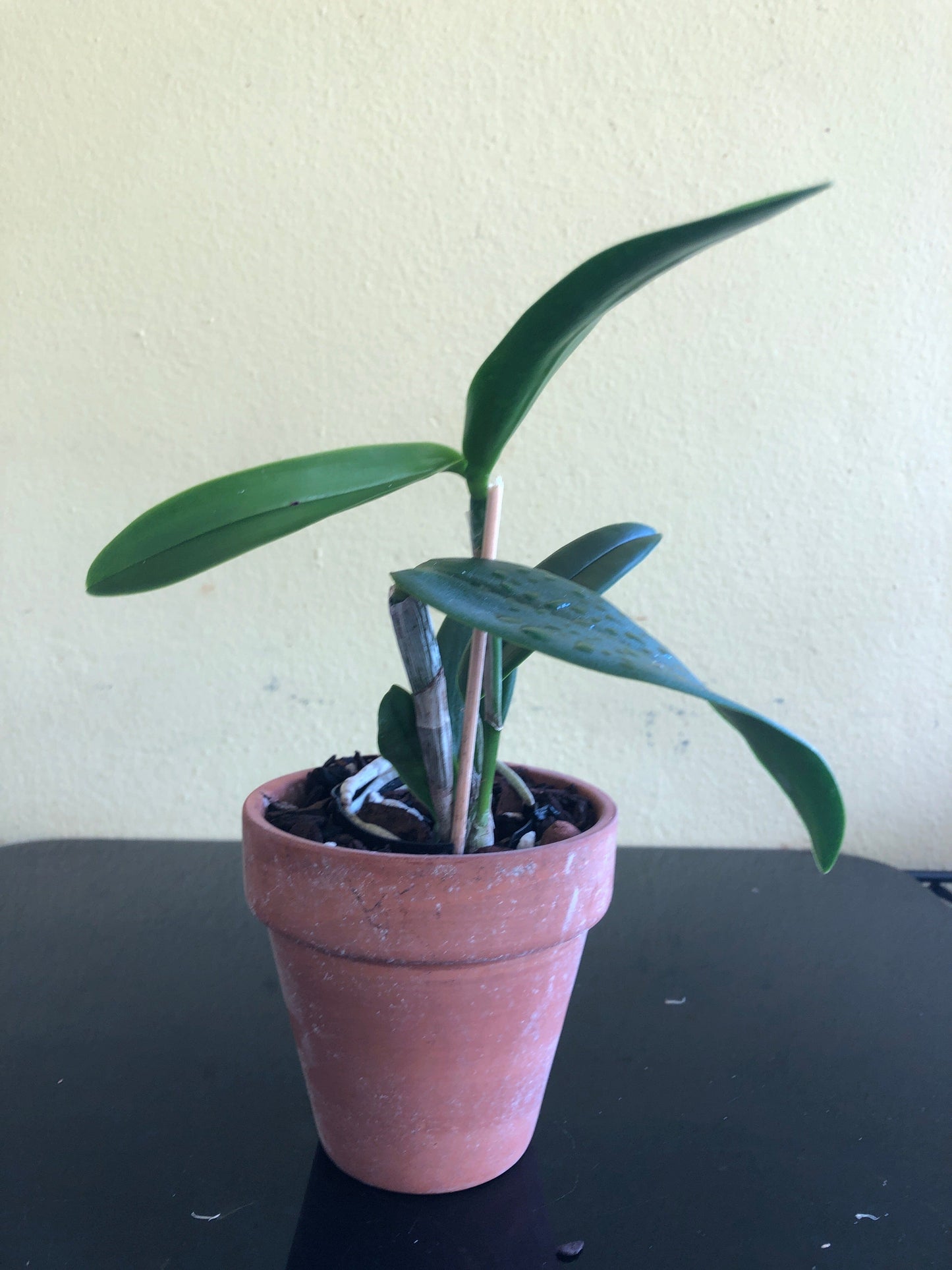 Cattleya porphyroglossa Cattleya La Foresta Orchids 