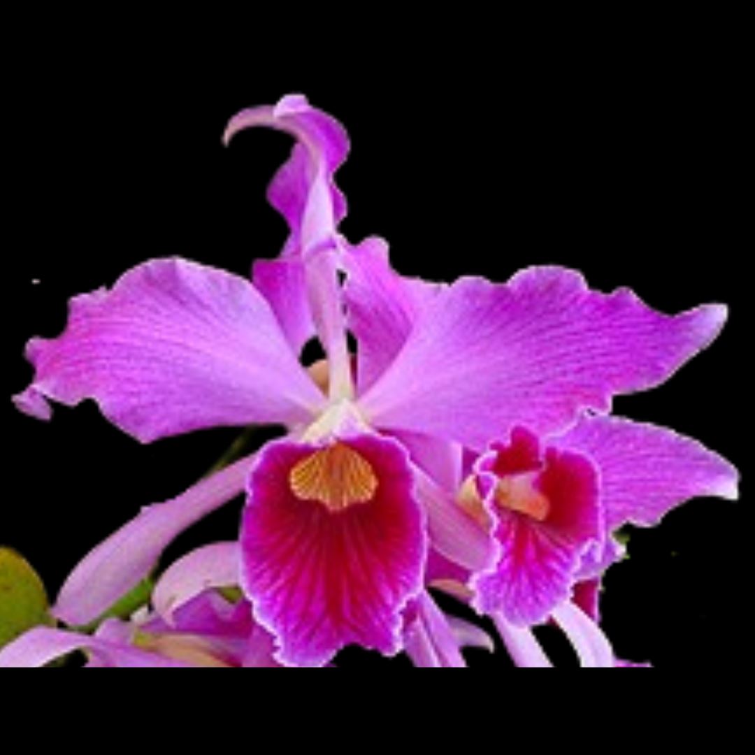 Cattleya purpurata var. flammea x Cattleya purpurata var. sanguinea Cattleya La Foresta Orchids 