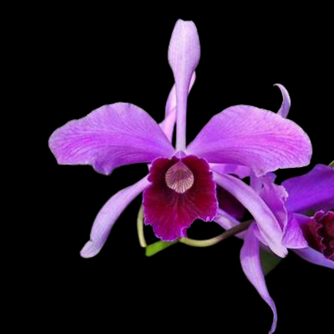 Cattleya purpurata var. flammea x Cattleya purpurata var. sanguinea Cattleya La Foresta Orchids 