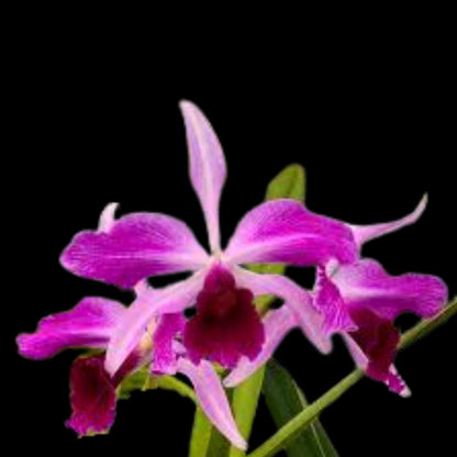 Cattleya purpurata var. rubra x Cattleya purpurata var. flammea Cattleya La Foresta Orchids 