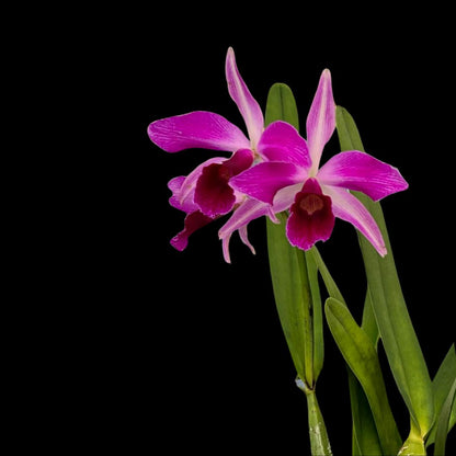 Cattleya purpurata var. rubra x Cattleya purpurata var. flammea Cattleya La Foresta Orchids 