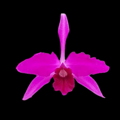 Cattleya purpurata var. rubra x Cattleya purpurata var. flammea Cattleya La Foresta Orchids 