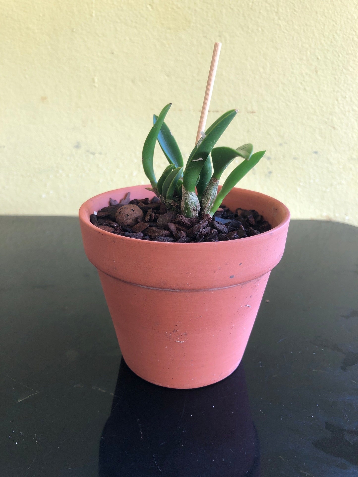 Cattleya reginae Cattleya La Foresta Orchids 